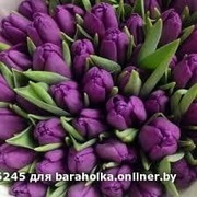 Тюльпаны свежие оптом и в розницу к 8 марта.